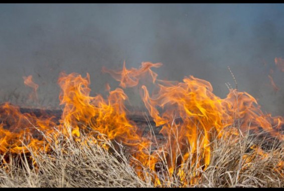 Աղբերք գյուղում այրվել է մոտ 10 հա խոտածածկույթ