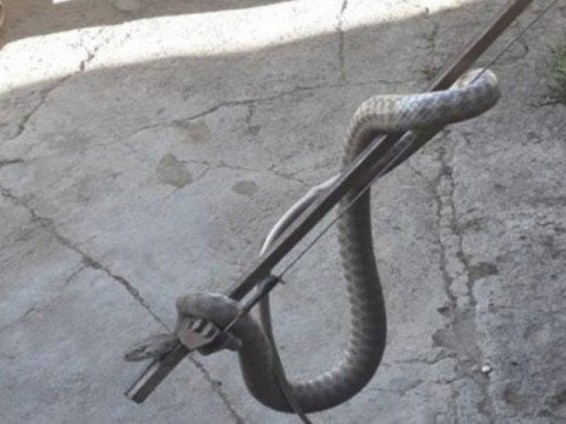 Փրկարարները մեկ օրում բռնել են 1 գյուրզա, 1 շահմար տեսակի օձ