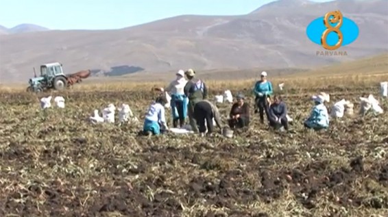 Նինոծմինդայում գրանցվել է կարտոֆիլի միջին բերքատվություն