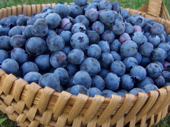 Հապալասը հանդիսանում է կարճատեսության դեմ պայքարող հիանալի միջոց