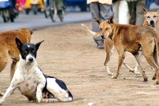 Այսօր անօթևան կենդանիների համաշխարհային օրն է