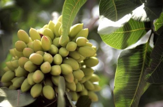 Իրանցիները պիստակենու տնկադաշտեր են բուծում Վրաստանի արևելքում