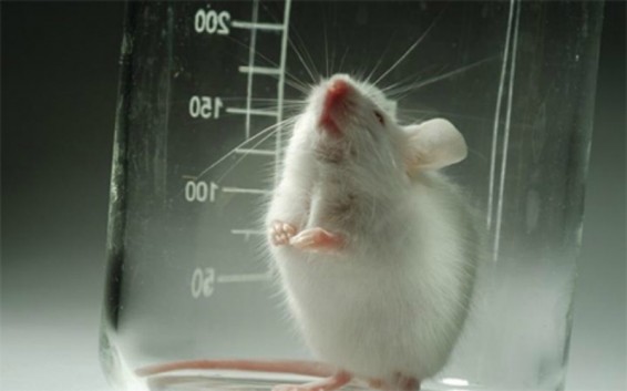 Առնետներն ինչպես են կանխատեսում եղանակը. գիտնականներ