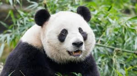 WWF-ը մեծ պանդային հանել է անհետացող տեսակների շարքից