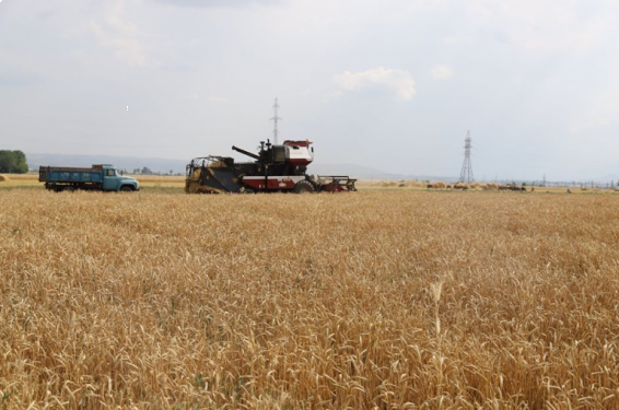 ՀՀ-ում ցորենի սերմացուի պակասը կլրացվի աշնանացան ցորենի արտադրության խթանման պետական աջակցության ծրագրի միջոցով․ տրամադրվող սուբսիդիայի գումարը 1 կգ սերմի համար կկազմի 70 դրամ