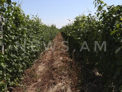 Այս տարվանից գյուղատնտեսական ապահովագրությունը կգործի բոլոր մարզերում, 11 մշակաբույսի համար. Փաշինյան