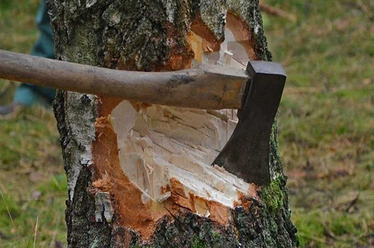 Լոռու մարզում անտառների պահպանության համար պատասխանատու 18 պաշտոնատար անձի մեղադրանքներ են առաջադրվել