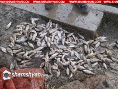 Արագածոտնի մարզի ջրատարներից մեկում ջուր չլինելու պատճառով Կարաս տեսակի ձկները սատկել են