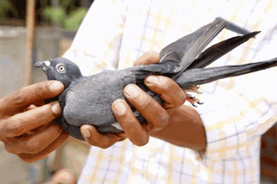 Հնդիկ սահմանապահները բռնել են Պակիստանից սպառնալից ուղերձ փոխադրող աղավնու