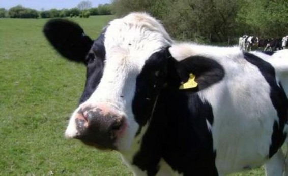 Փրկարարները Հրազդանում կովին դուրս են բերել 2 մ խորությամբ փոսից