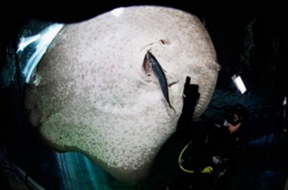 Սինգապուրի օվկիանարիումում կատվաձկան հարվածից պրոֆեսիոնալ սուզորդ է մահացել