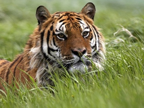 Հնդկաստանում սպանել են մարդակեր էգ վագրին