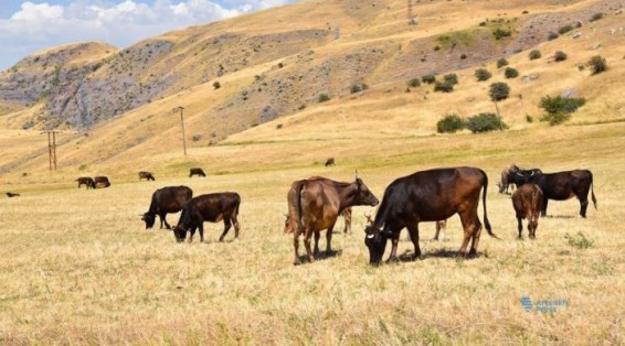 В блокадном Арцахе сектор животноводства находится в тяжелом положении – Георгий Айриян