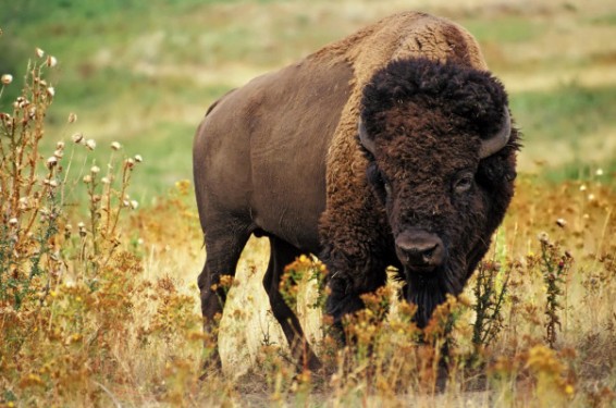 Ամերիկյան բիզոնը ճանաչվել է ԱՄՆ-ի ազգային խորհրդանիշ