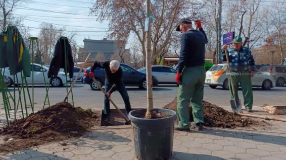 Около 90% деревьев для Еревана будут выращивать в питомнике – детали