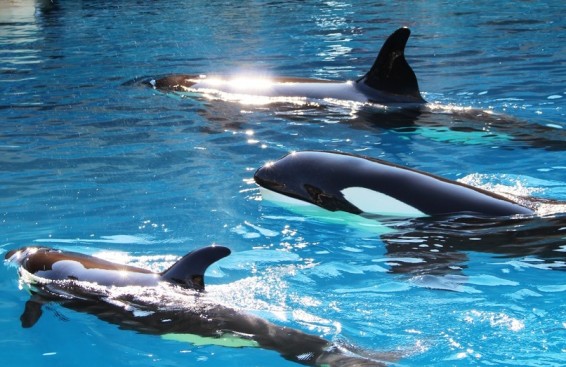 Դելֆիններն իրար անունով են կանչում