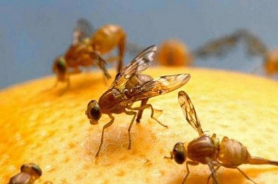 Թուրքիայից վարակված մանդարիններ են ներկրվել Ուկրաինա