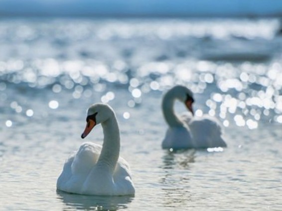 Չինաստանում 7 մարդ է կալանավորվել ավելի քան 200 կարապների թունավորելու համար