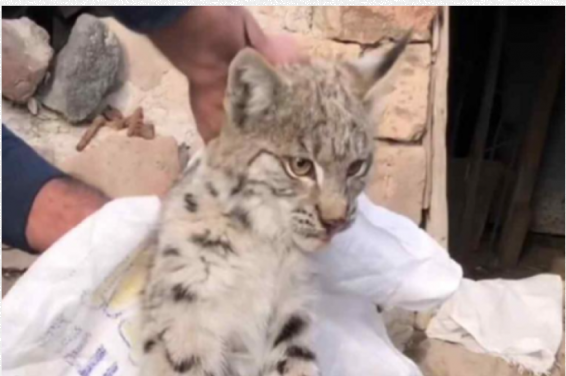 Շիրակի մարզում հայտնաբերված լուսանը տեղափոխվել է Երևանի համապատասխան կենտրոն