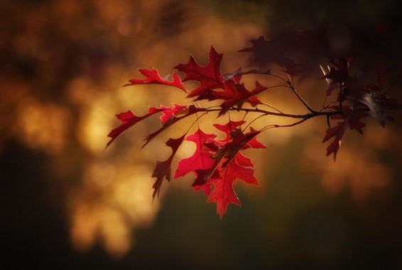 В Ереване температура воздуха может достичь 59-летнего рекорда