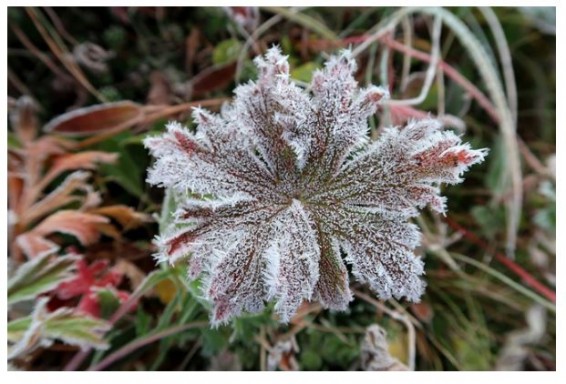 В Ереване ожидаются заморозки