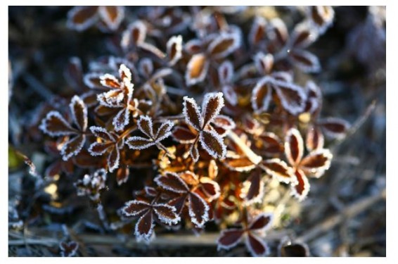 В Армении похолодало, осадки прекратятся