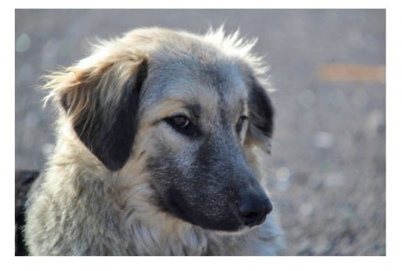 Штраф в 900 тыс. драмов назначен жителю Армении, протащившему привязанную собачку по асфальту