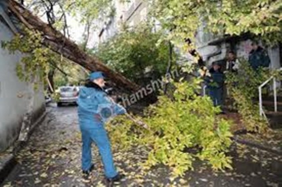 Երևանում ծառն ընկել է ավտոտնակի վրա՝ փակելով ավտոտնակի մուտքը և շենքի բակի երթևեկելի հատվածը