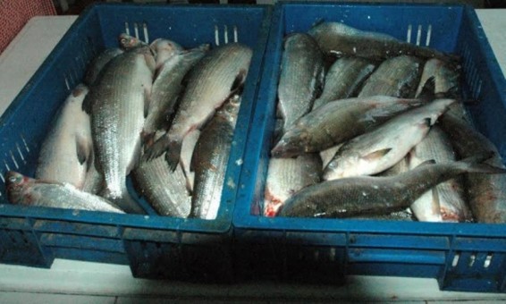 Առգրավված սիգը հանձնվել է մանկատուն