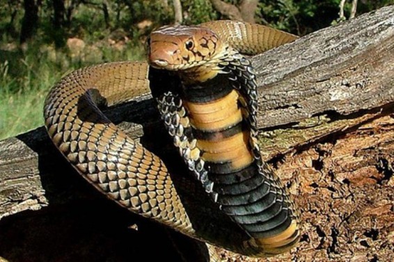 ՀԱՀ-ում դեռահասը ողջ է մնացել աշխարհի ամենաթունավոր օձի խայթոցից հետո