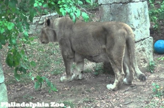 ԱՄՆ-ում էֆտանազիայի են ենթարկել ամենատարեց առյուծին