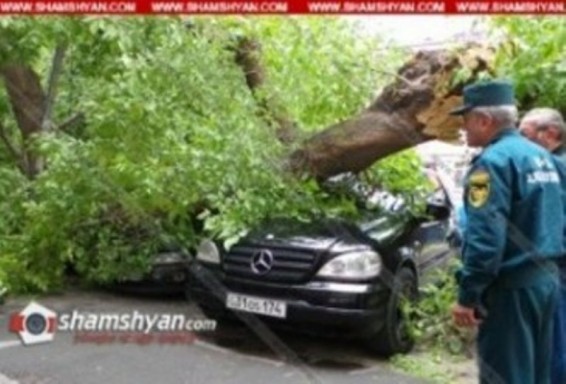 Արամի փողոցում ծառն ընկել է ավտոմեքենաների վրա