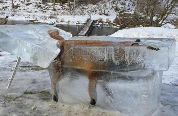 Դանուբում սառած աղվեսը