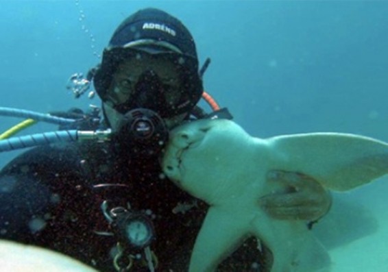 Ավստրալիայում դայվերն ընկերացել է շնաձկան հետ