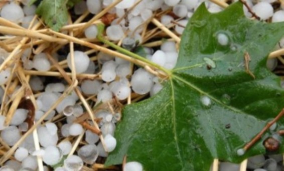 Լոռու մարզում տեղացած կարկուտի հետևանքով վնասվել են Ծաթեր գյուղի ցանքատարածությունները