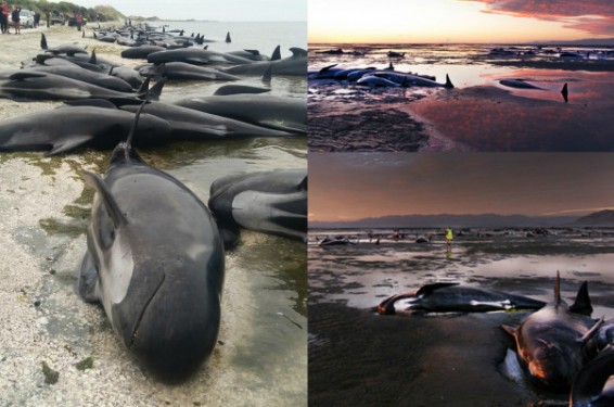 Նոր Զելանդիայում 400-ից ավելի կետ ափ է նետվել