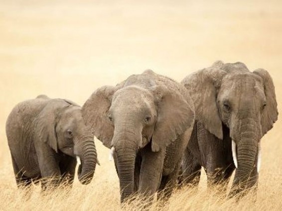 Չինաստանում վայրի փիղը մարդ է սպանել