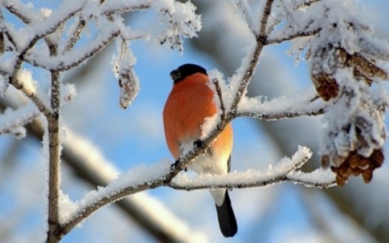 Սպասվում է թույլ ձյուն