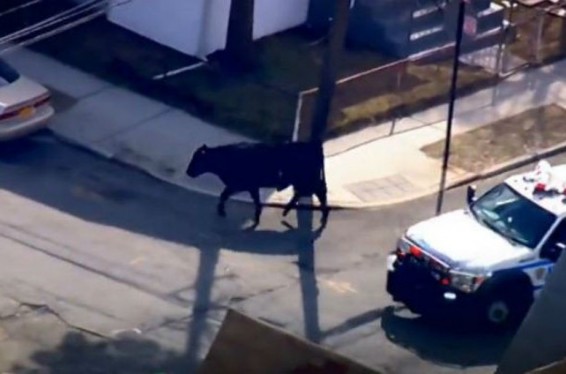 Video.  ԱՄՆ-ում ոստիկաններն ուղղաթիռով ու մեքենաներով հետապնդել են սպանդանոցից փախած կովին