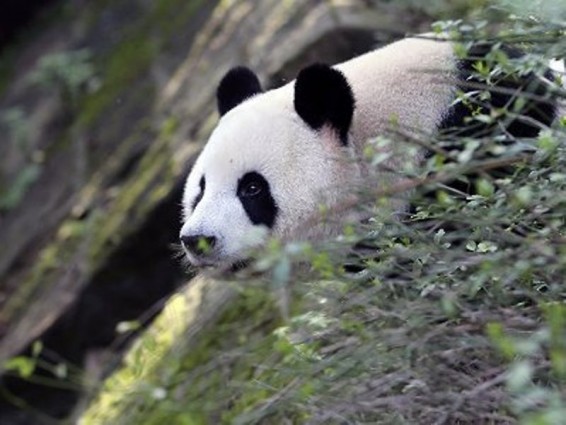 Չինաստանի հյուսիս–արեւմուտքում վայրի պանդան կերել է այծին