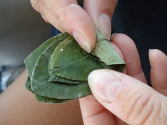 Բոլիվիայի նախագահը ցանկանում է ամբողջ աշխարհում օրինականացնել կոկա ծամելը