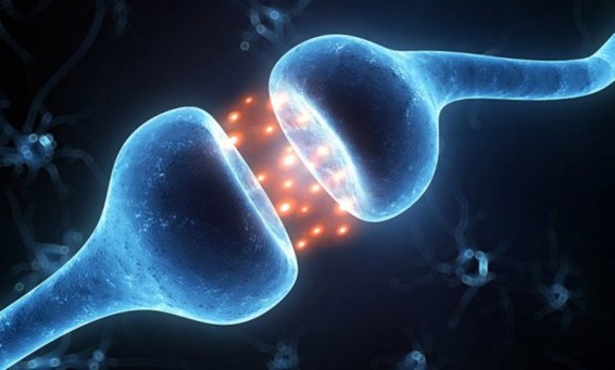 Գիտնականները հայտնել են էպիլեպսիայի ժամանակ ներքին կանաբինոիդների օգուտի մասին