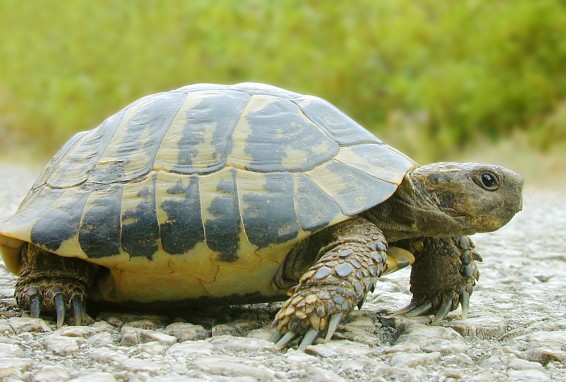 Մայիսի 23-ը  շատ երկրներում նշվում է որպես Կրիայի համաշխարհային օր