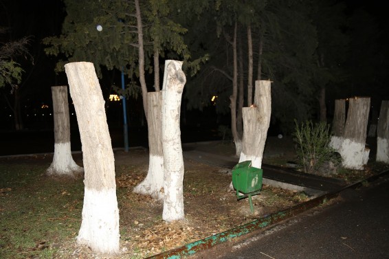 Ոստիկանները հայտնաբերեցին Դավթաշեն թաղամասում 23 բարդիները հատողին