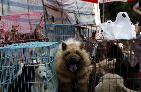 Թայվանը դարձել է շան միսն ուտել արգելող առաջին ասիական պետությունը