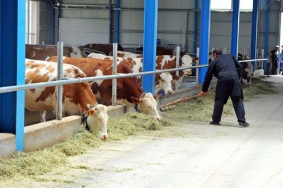 Մայիսի 1-ից համայնքներում կստեղծվեն անասնաբույժի հաստիքներ