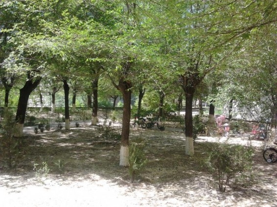 Նոյեմբերյանի անտառներում ծառն ընկել է քաղաքացու վրա, վերջինս մահացել է