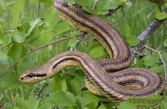 Օձ` Երևանում