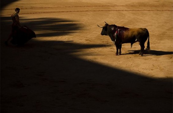 Հնդկաստանում առնվազն երկու մարդ է զոհվել, 80­-ը՝ վիրավորվել ցլերի սանձահարման խաղերում