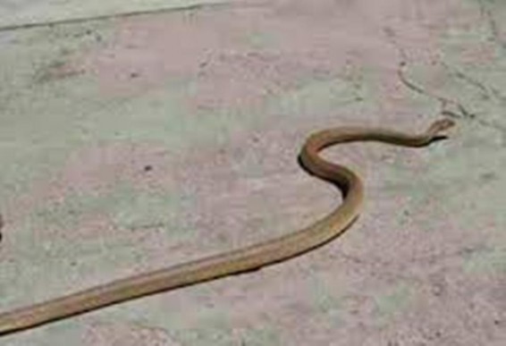 Հայտնաբերվել է օձ